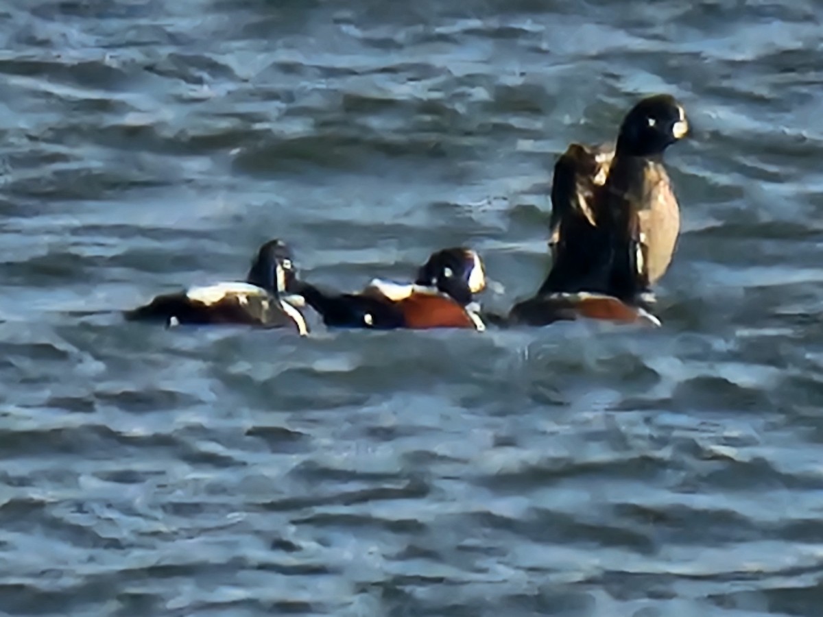 Ahate arlekina - ML646856846