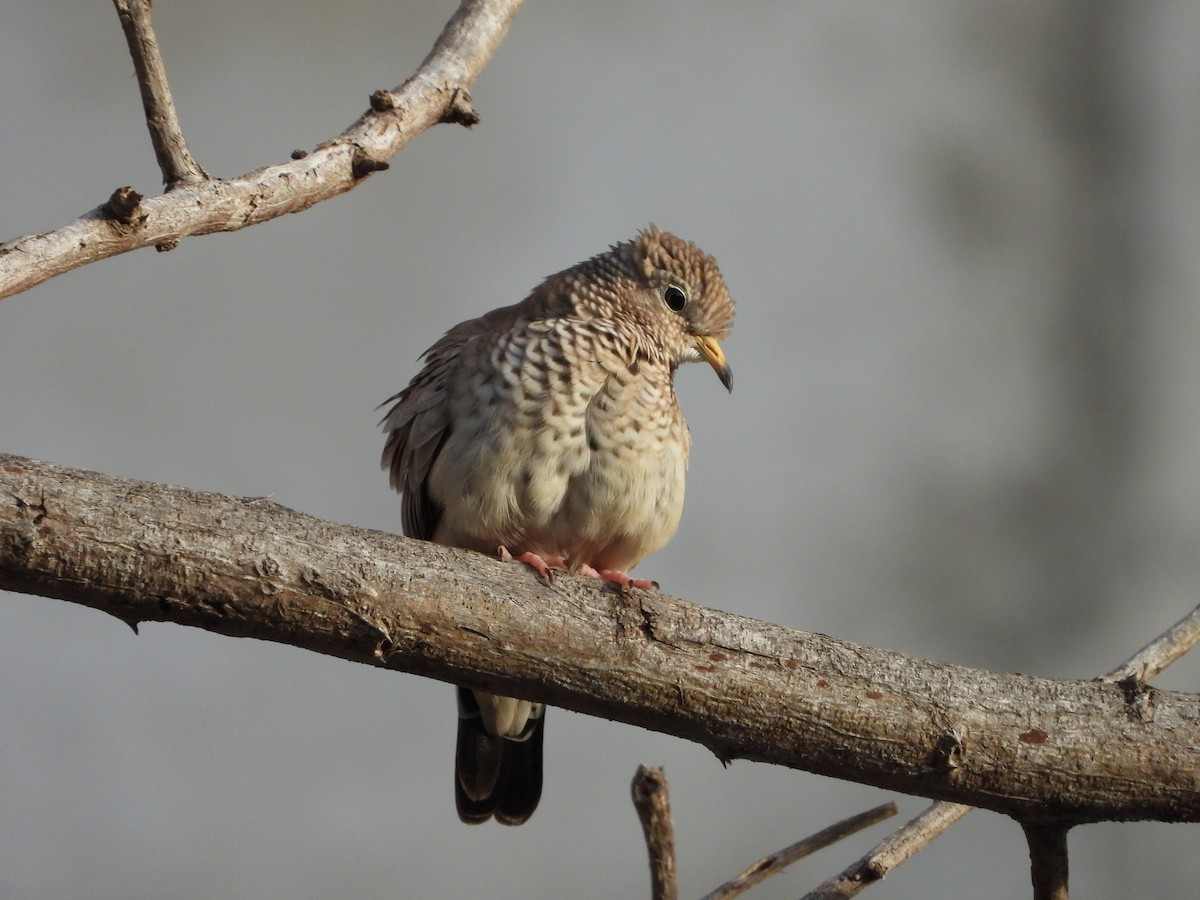 Common Ground Dove - ML646856847