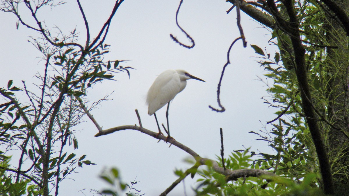 小白鷺 - ML646856849