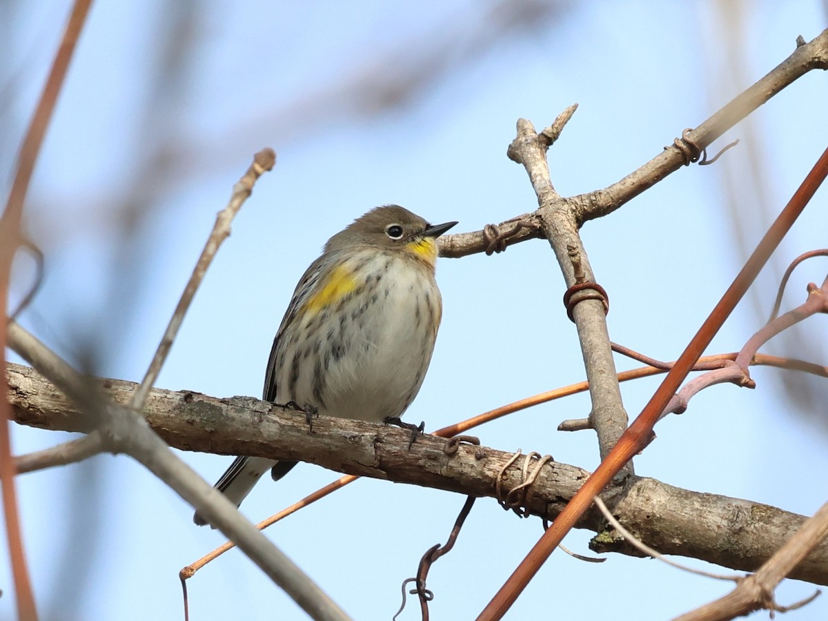 Yellow-rumped Warbler (Audubon's) - ML646856850