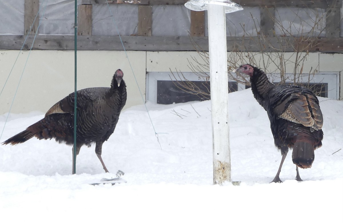 シチメンチョウ - ML646856851