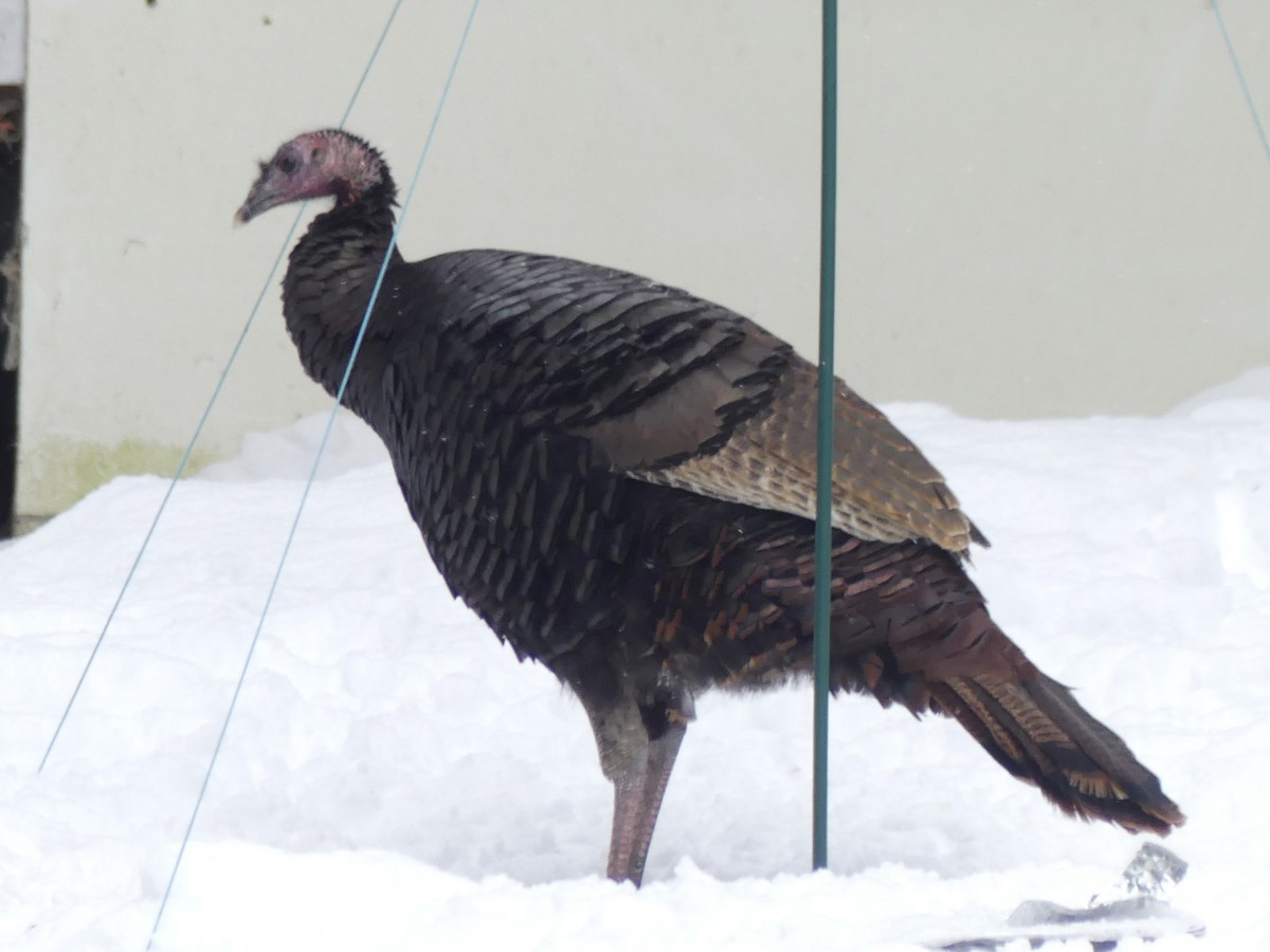 シチメンチョウ - ML646856852