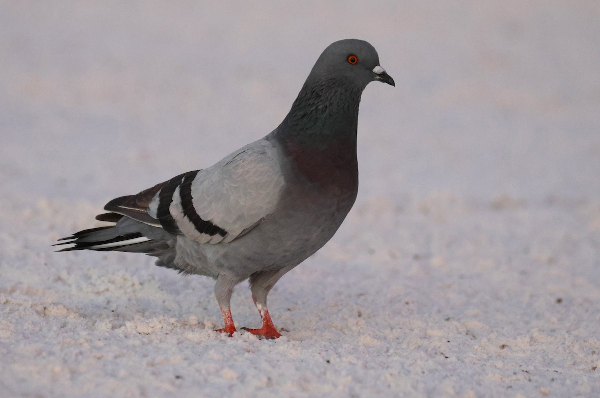 Felsentaube (Straßentaube) - ML646856853