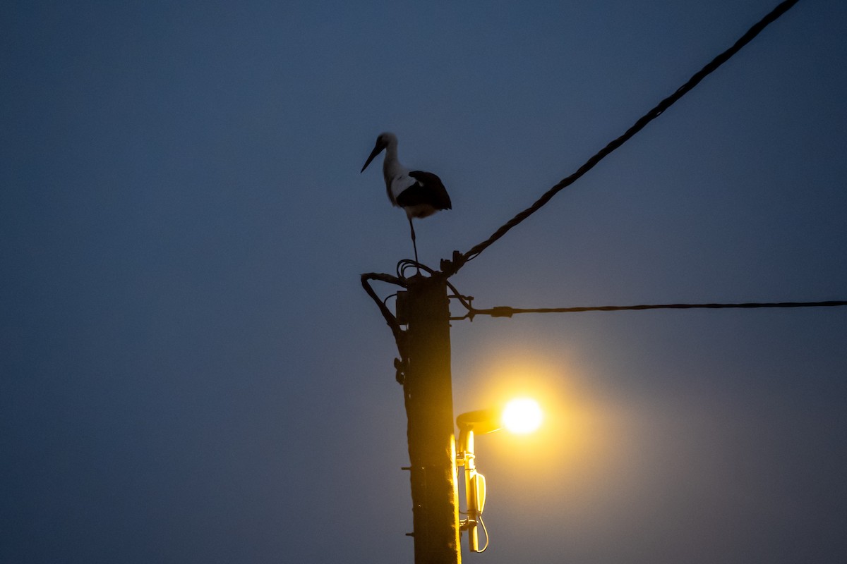 White Stork - ML646856856