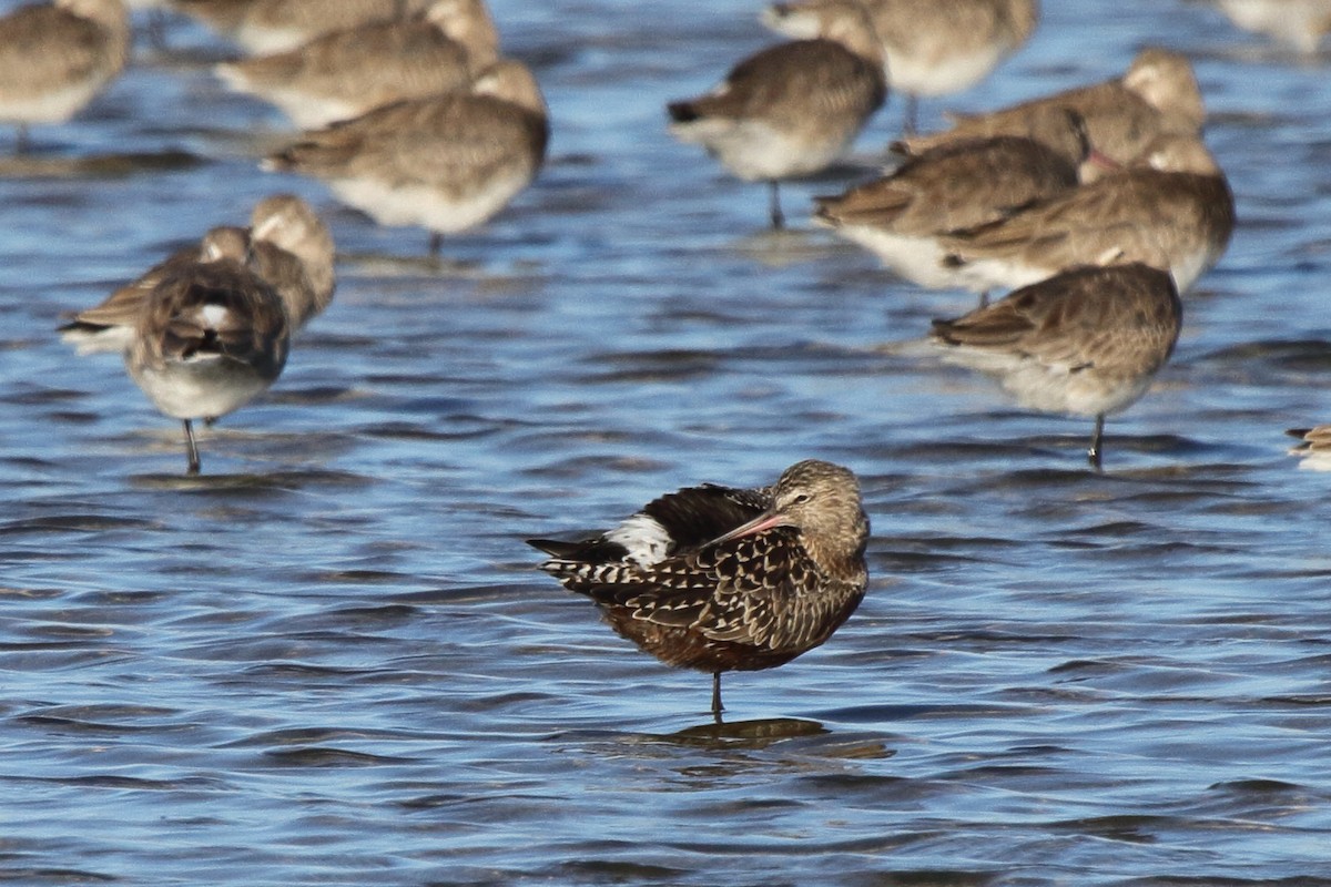 Hudsonian Godwit - ML646856857