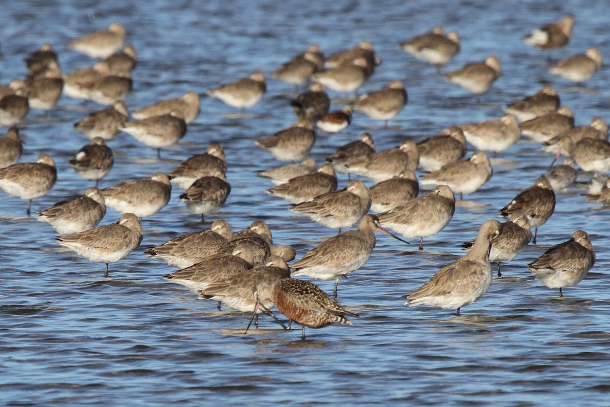 Hudsonian Godwit - ML646856859