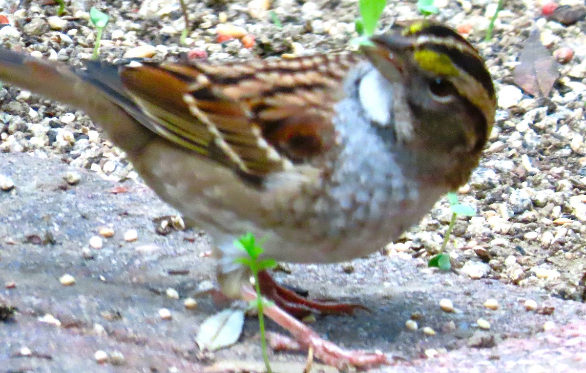 White-throated Sparrow - ML646856861