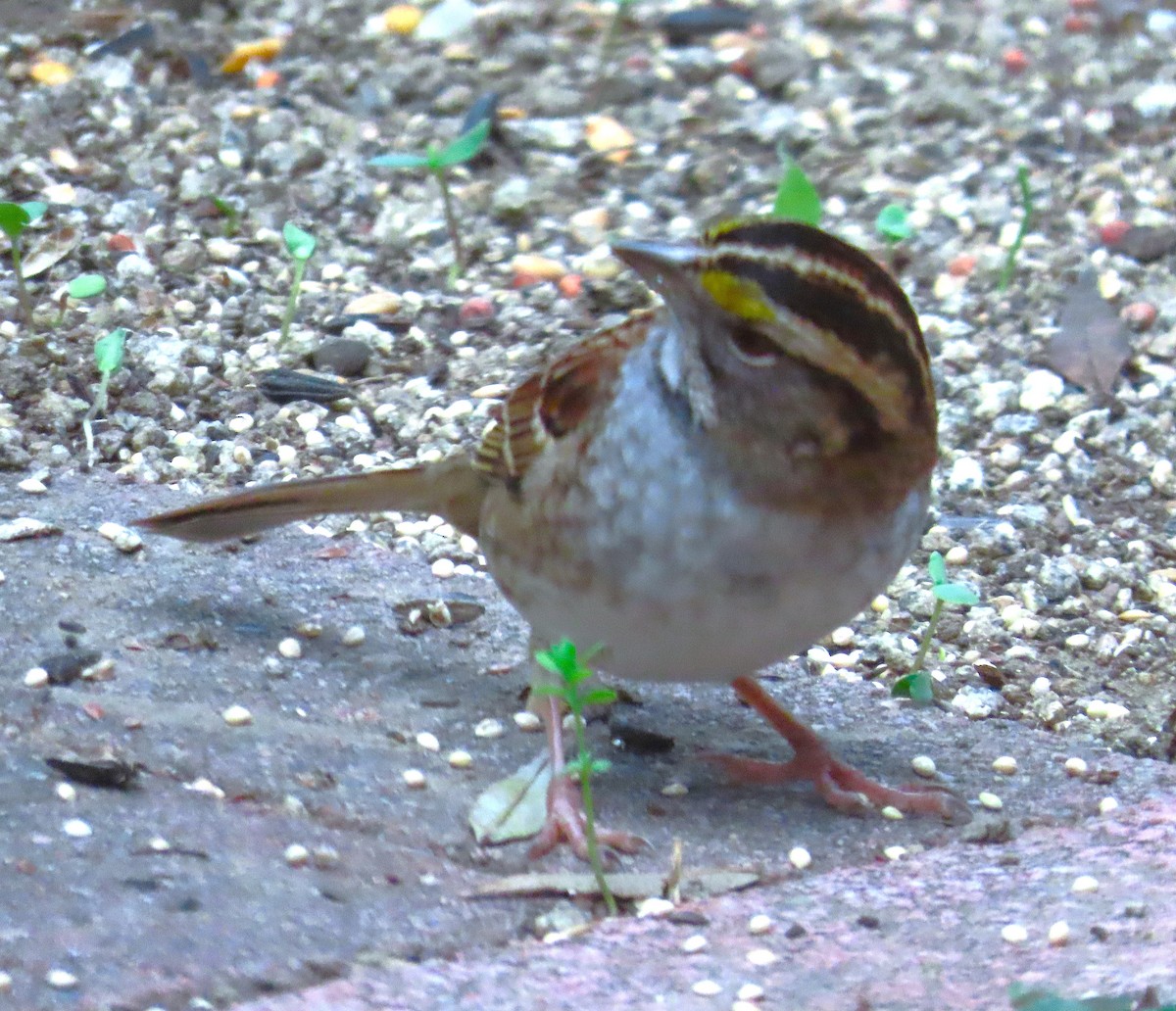 White-throated Sparrow - ML646856862