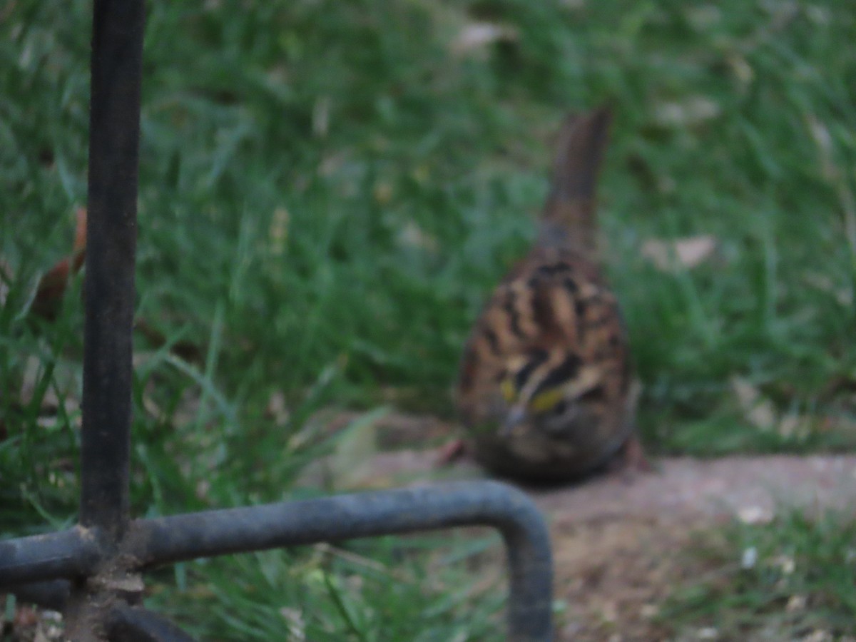 White-throated Sparrow - ML646856863