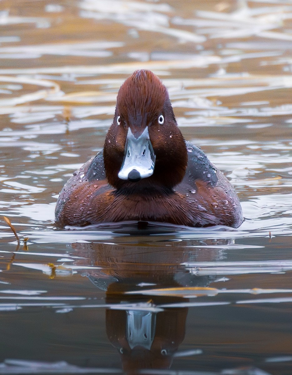 Белоглазый нырок - ML646856864