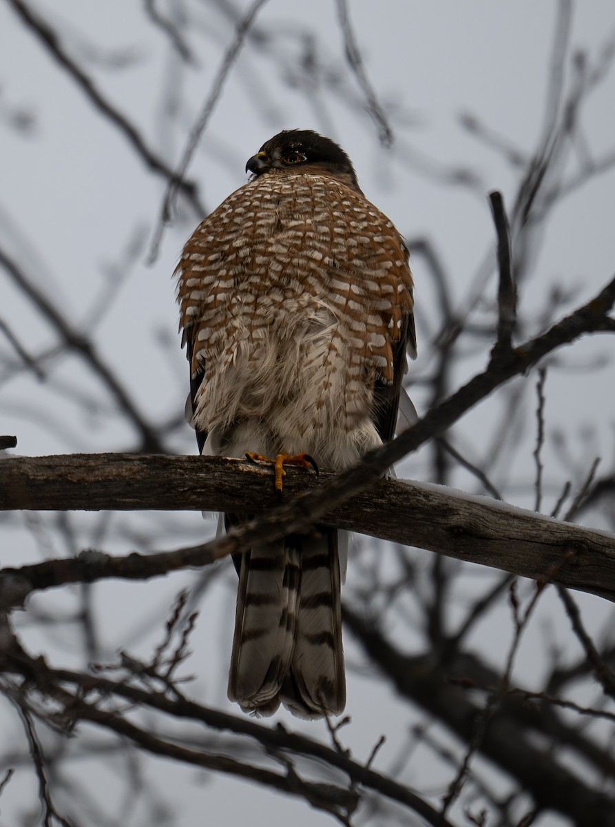 Sharp-shinned Hawk - ML646856866
