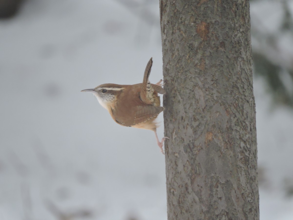 Carolina Wren - ML646856872