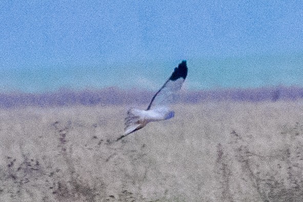 Hen Harrier - ML646856873