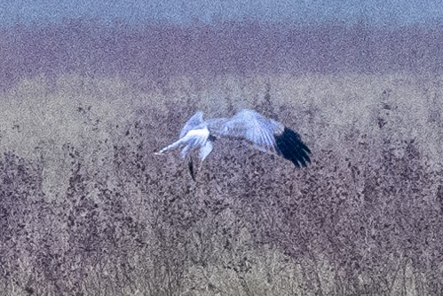 Hen Harrier - ML646856874