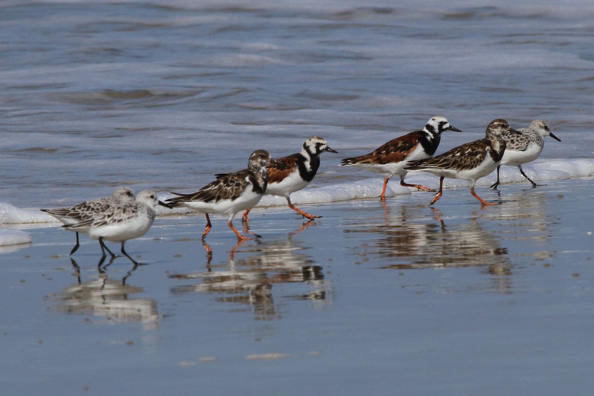 Ruddy Turnstone - ML646856876