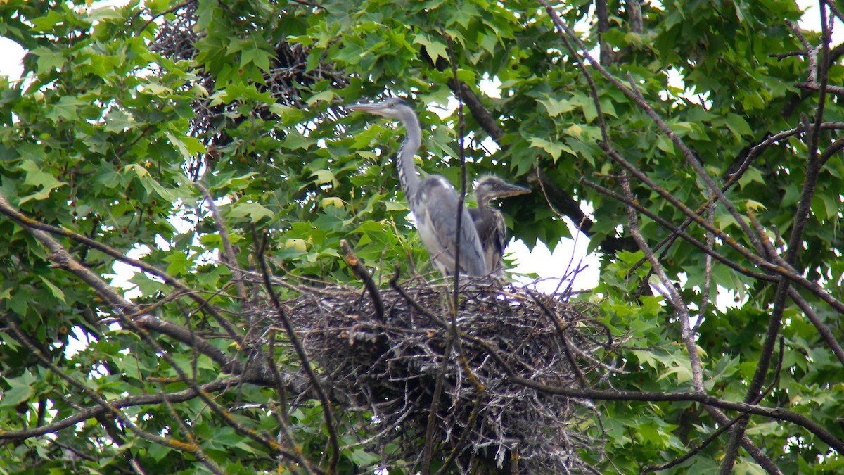 蒼鷺 - ML646856877