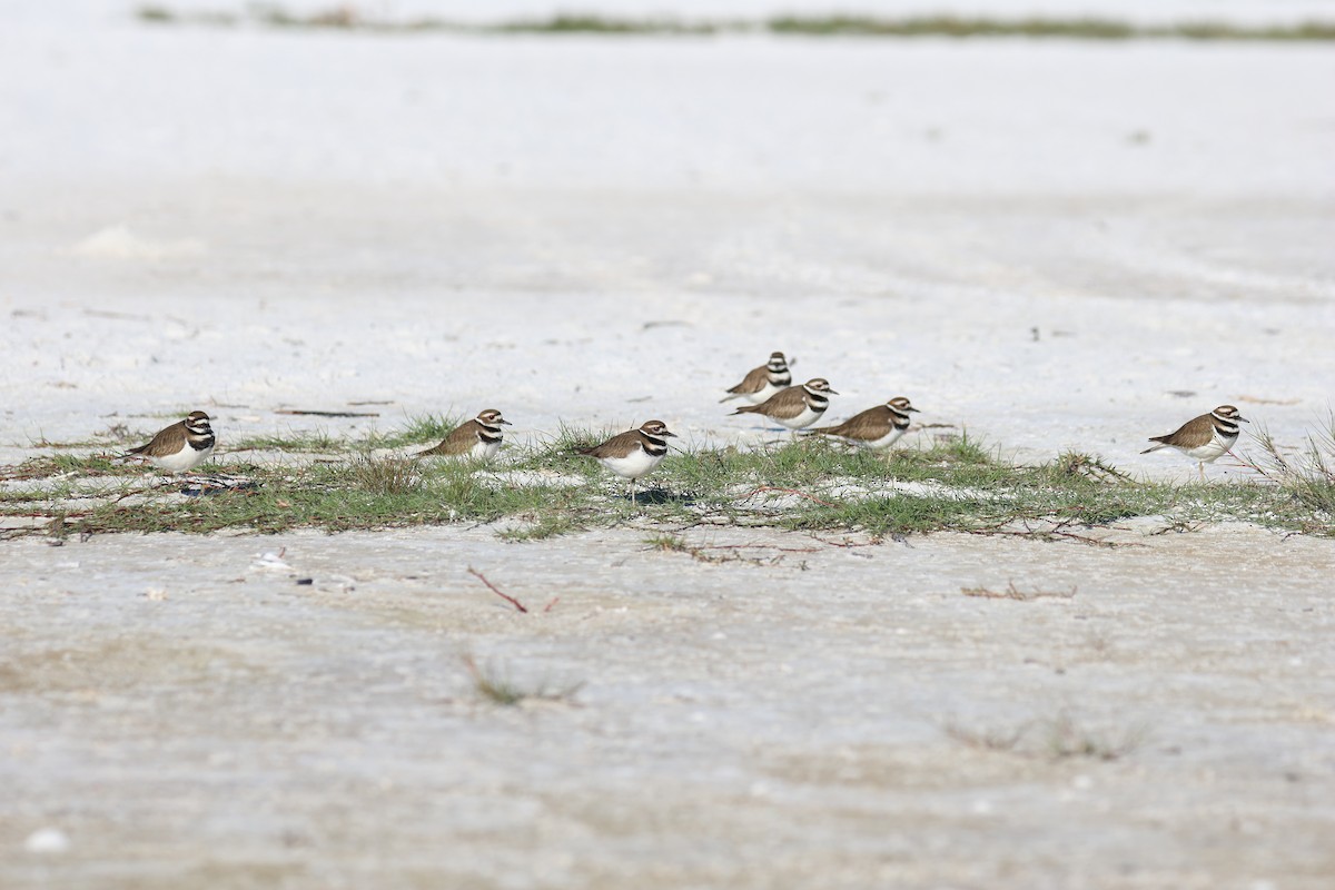 Keilschwanz-Regenpfeifer - ML646856878