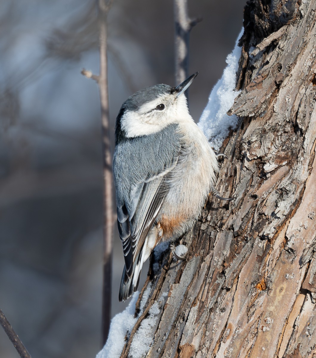 White-breasted Nuthatch - ML646856879