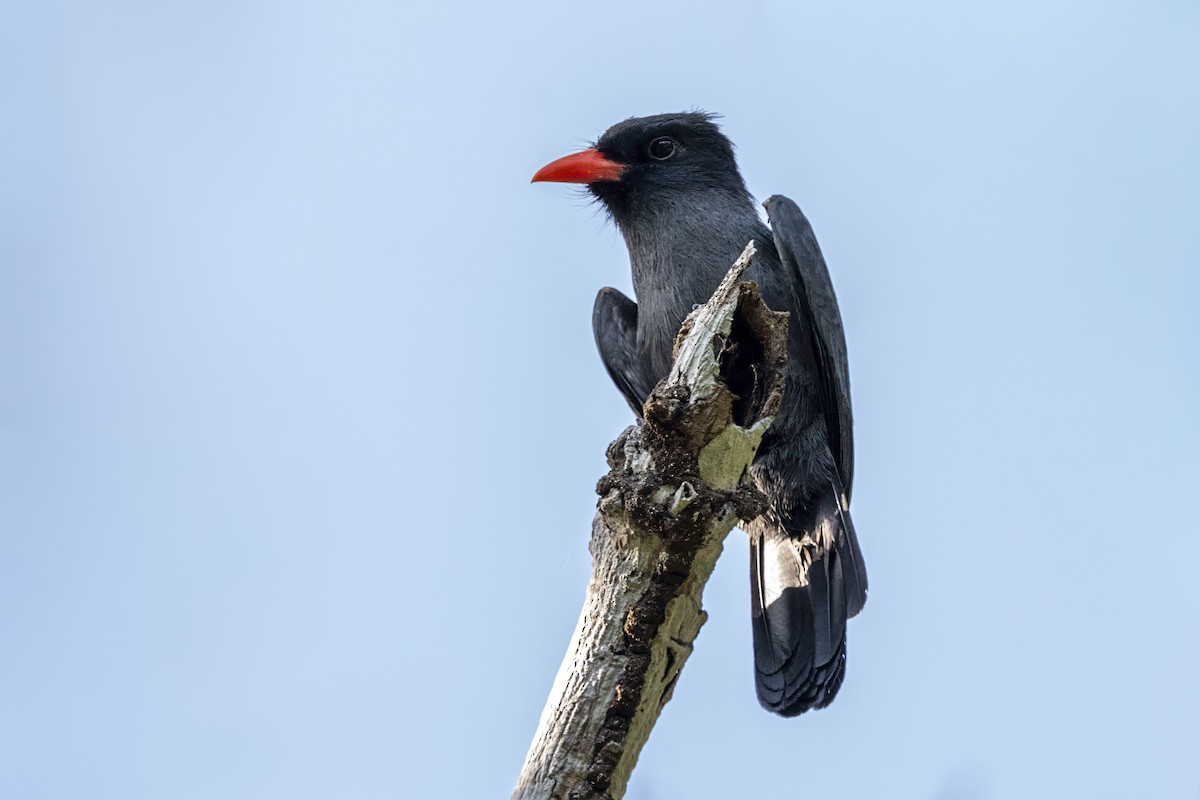 Kara Alınlı Keşişkuşu - ML646856881