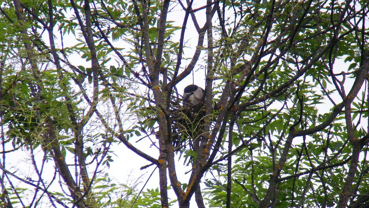 夜鷺 - ML646856882