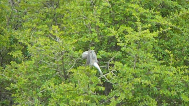 Fire-eyed Diucon - ML646856884