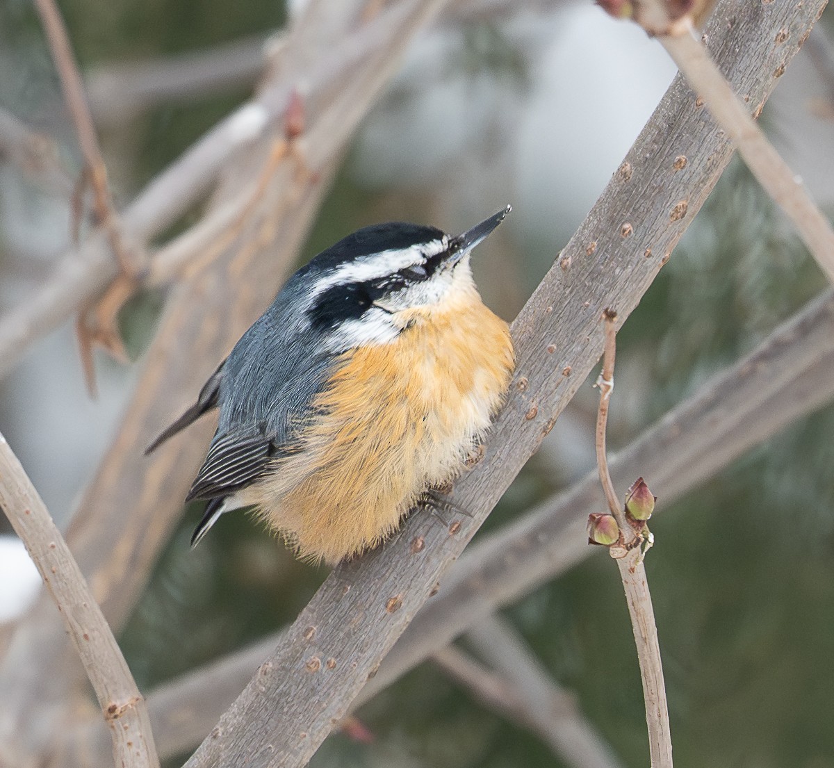 Red-breasted Nuthatch - ML646856885