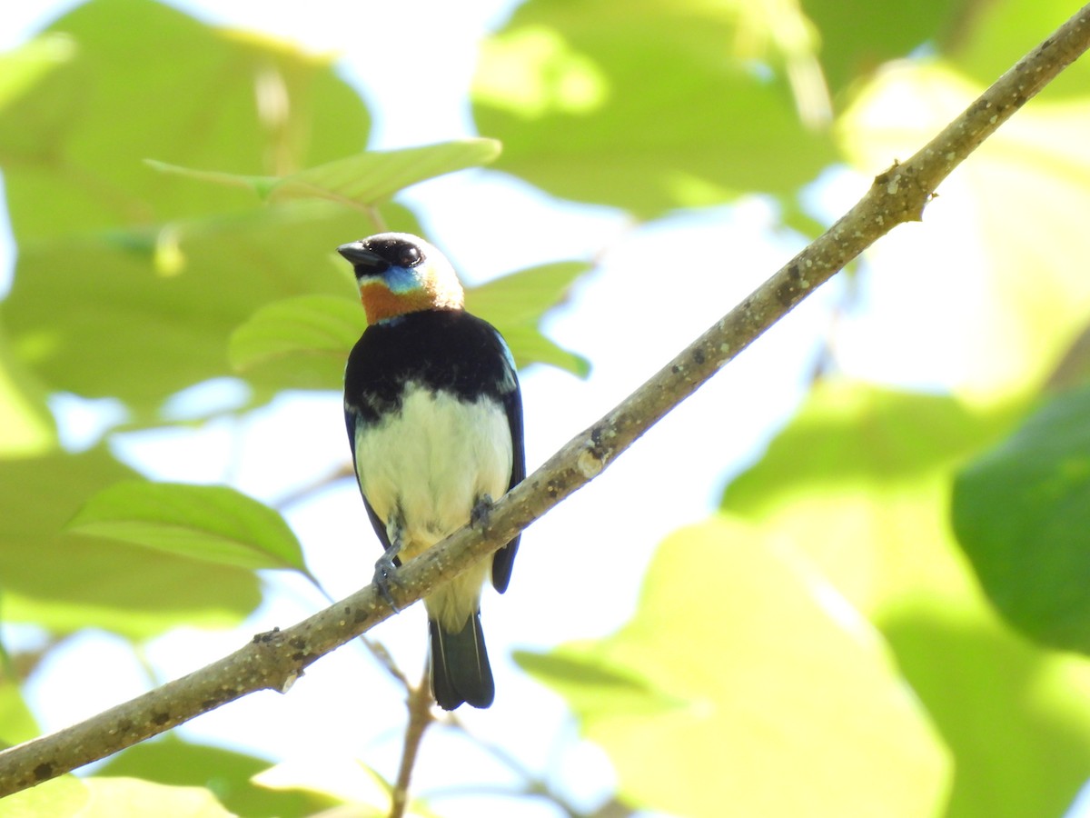 Golden-hooded Tanager - ML646856886
