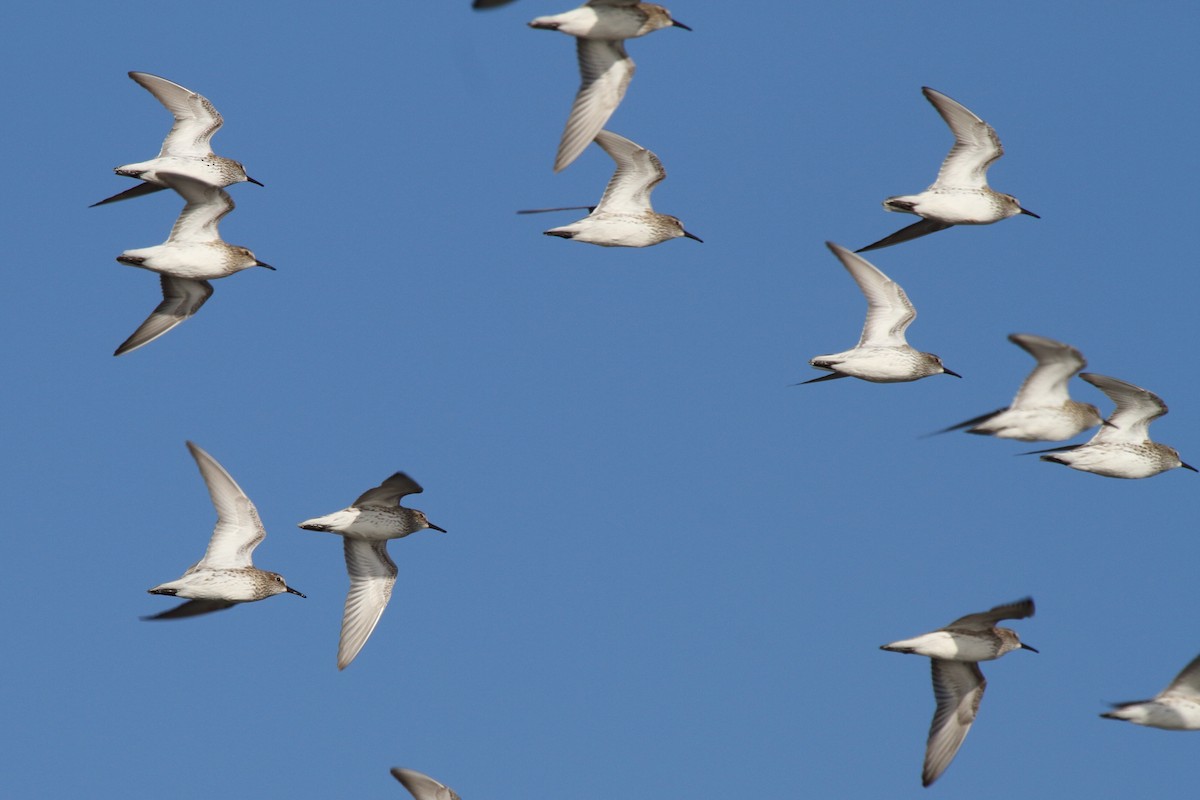 White-rumped Sandpiper - ML646856887