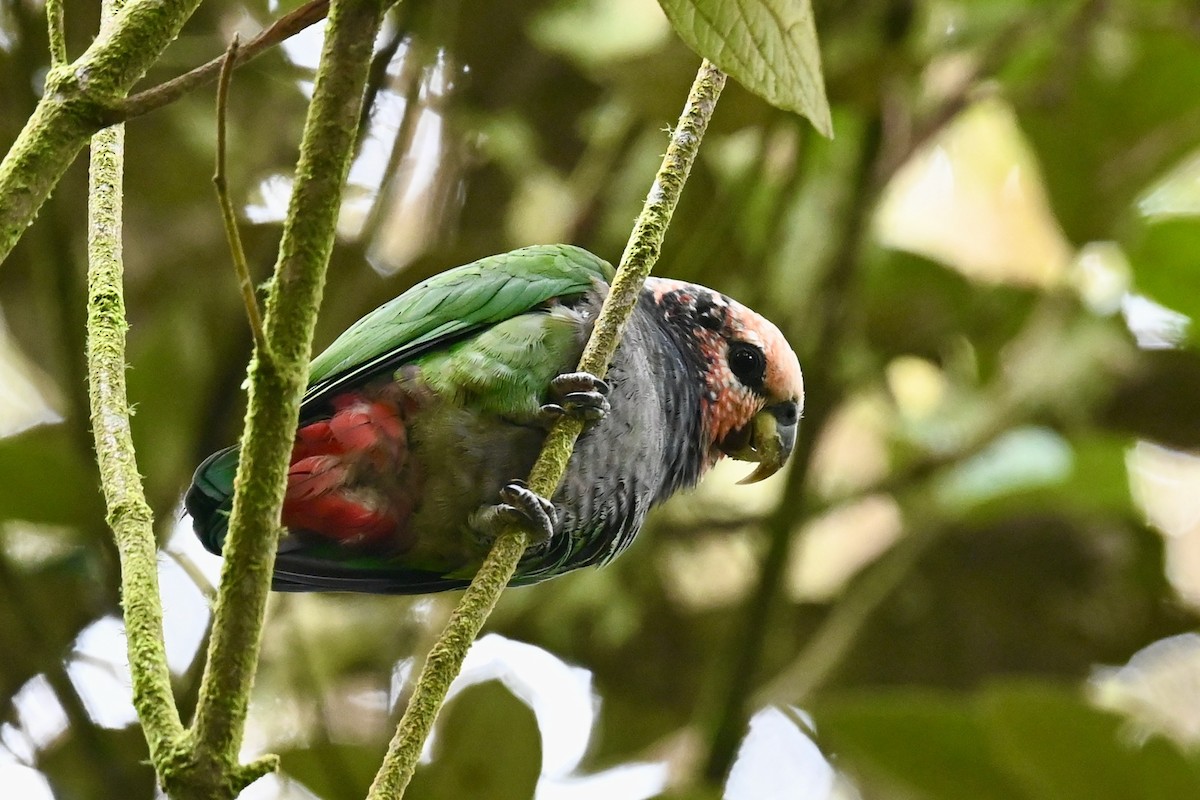 Speckle-faced Parrot - ML646856888
