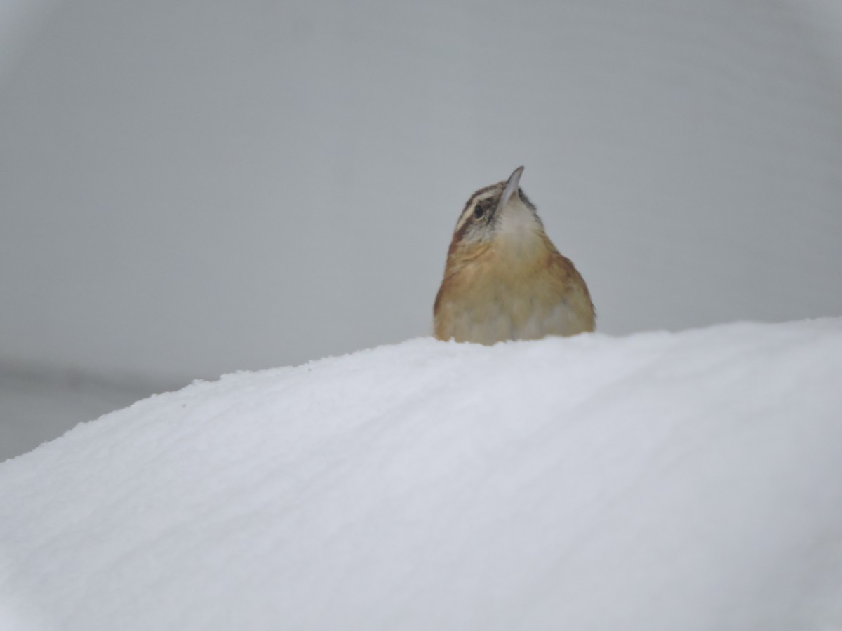Carolina Wren - ML646856889