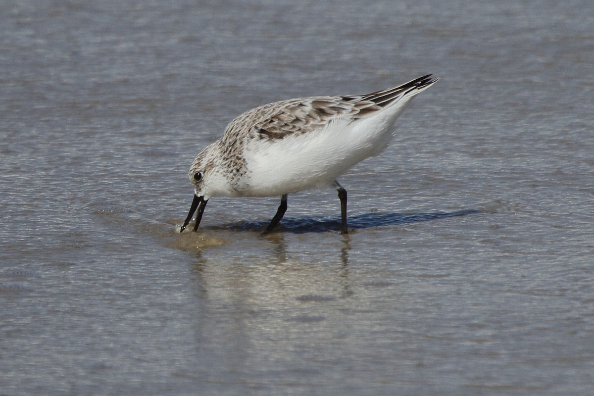 Sanderling - ML646856890