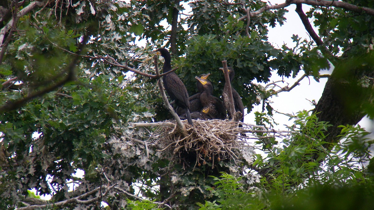 鸕鷀 - ML646856891