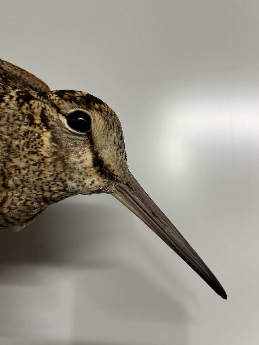 Eurasian Woodcock - ML646856894