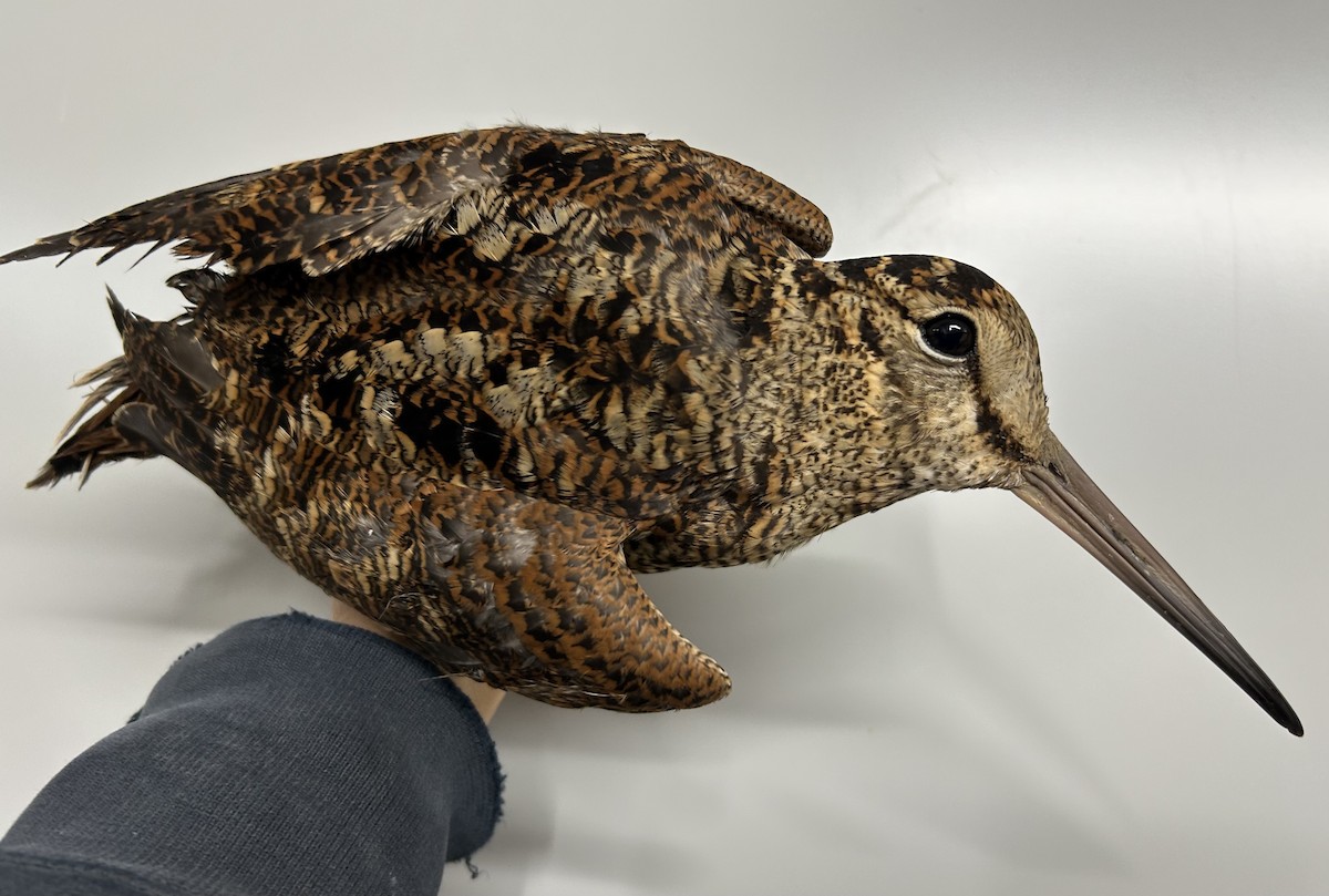 Eurasian Woodcock - ML646856895