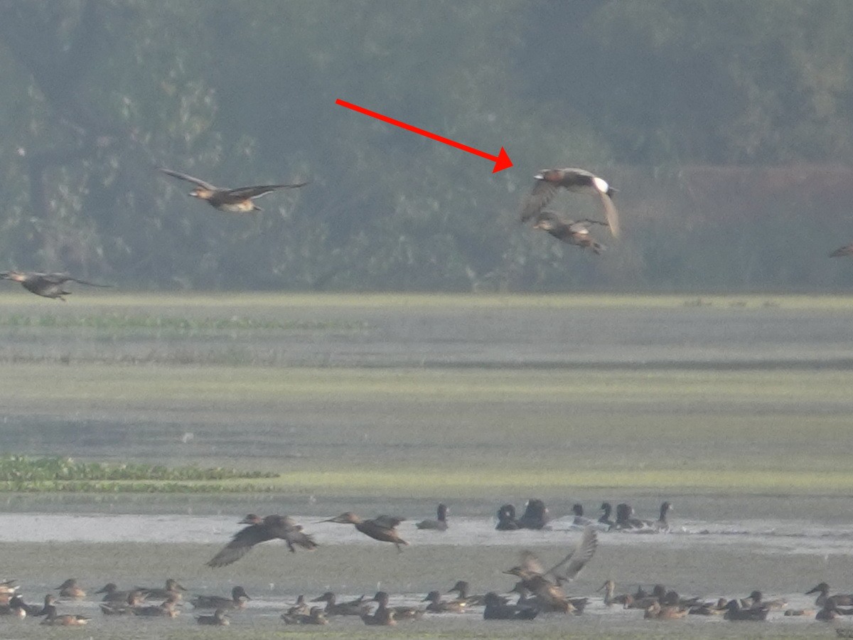 Eurasian Wigeon - ML646856896