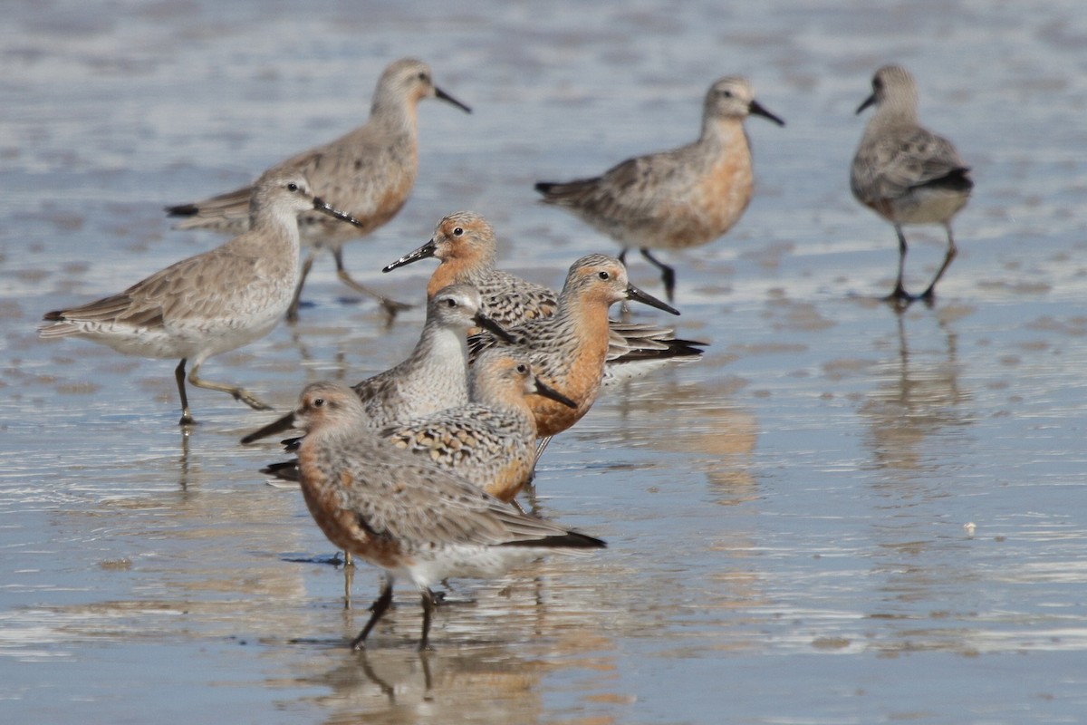 Red Knot - ML646856898