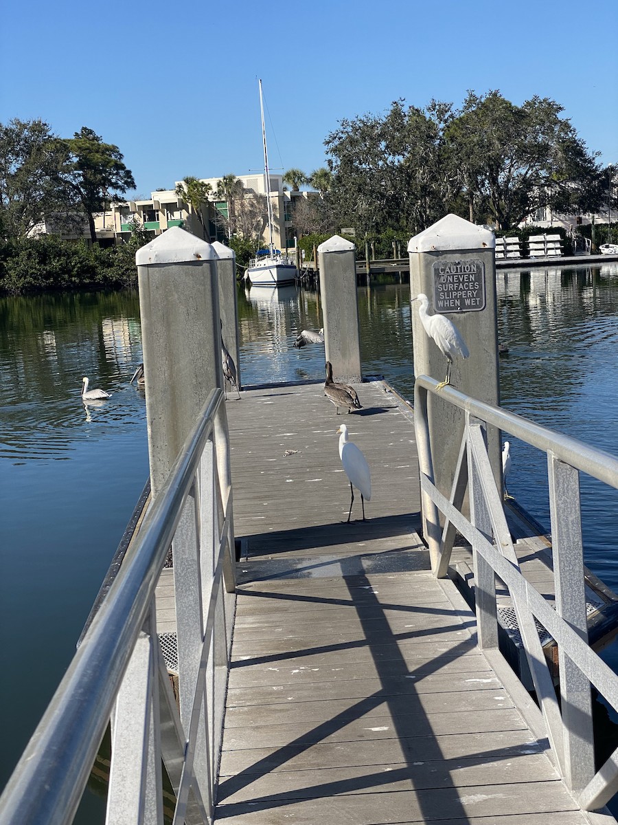 Garceta Nívea - ML646856899