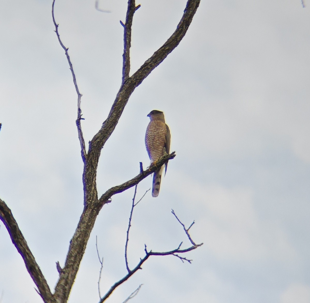 Cooper's Hawk - ML646856902