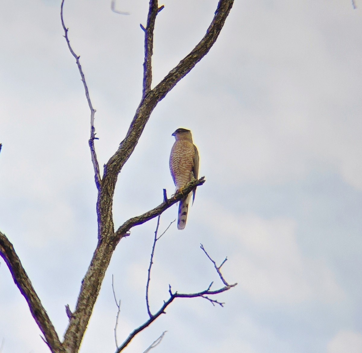 Cooper's Hawk - ML646856903