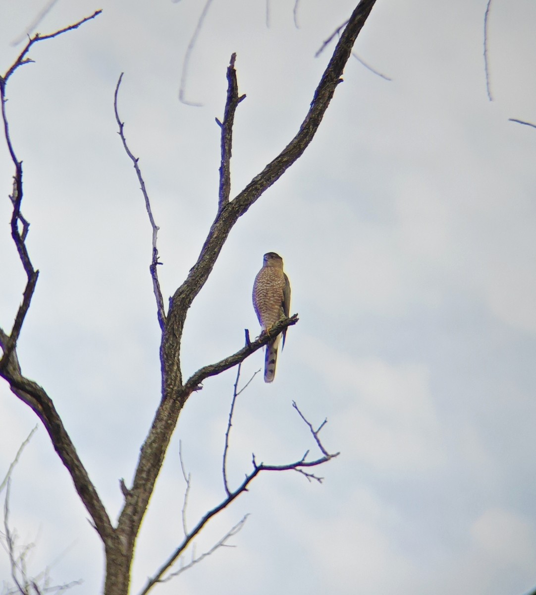 Cooper's Hawk - ML646856904