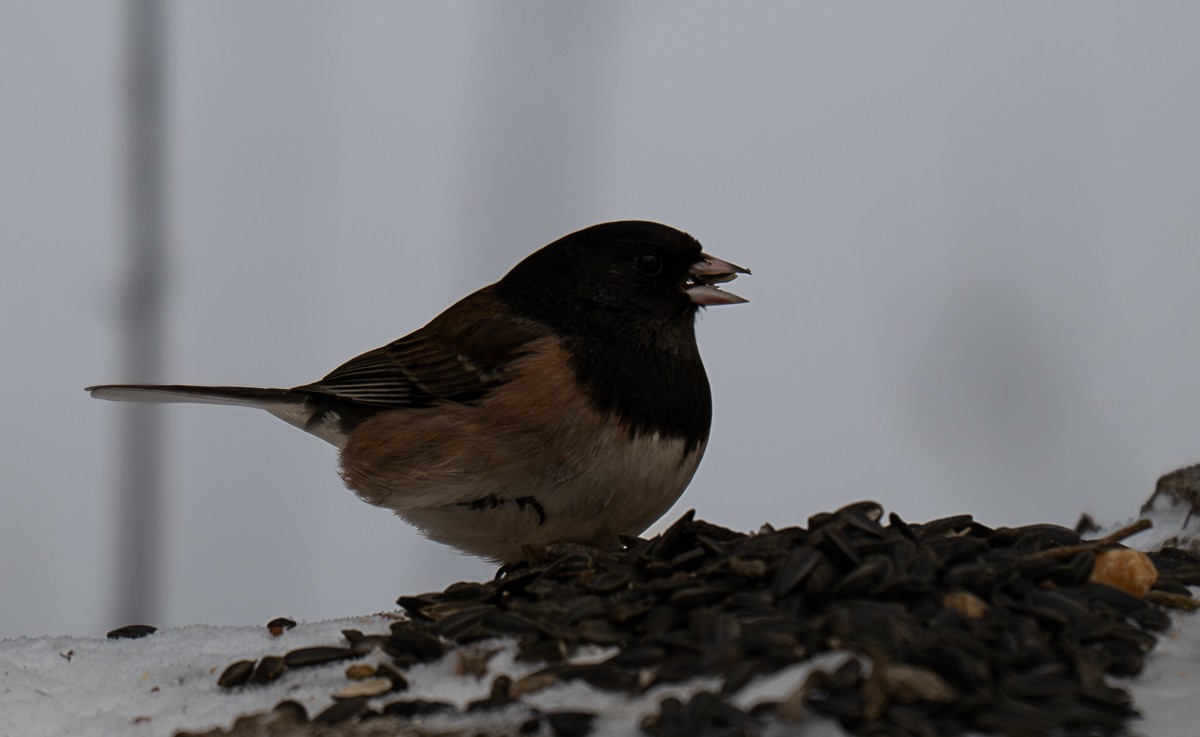 Dark-eyed Junco (Oregon) - ML646856905