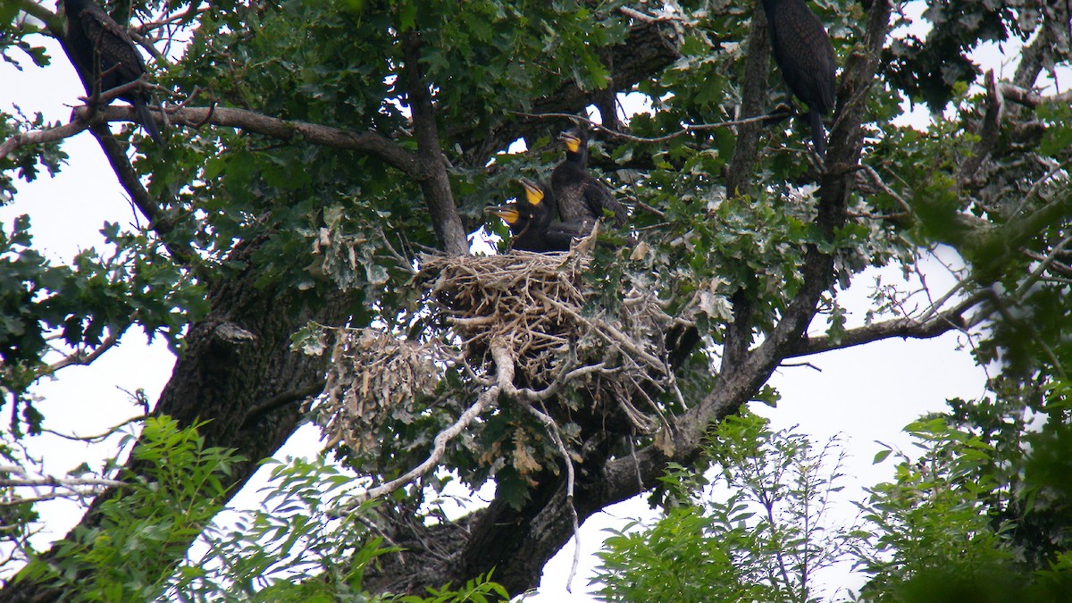 鸕鷀 - ML646856906