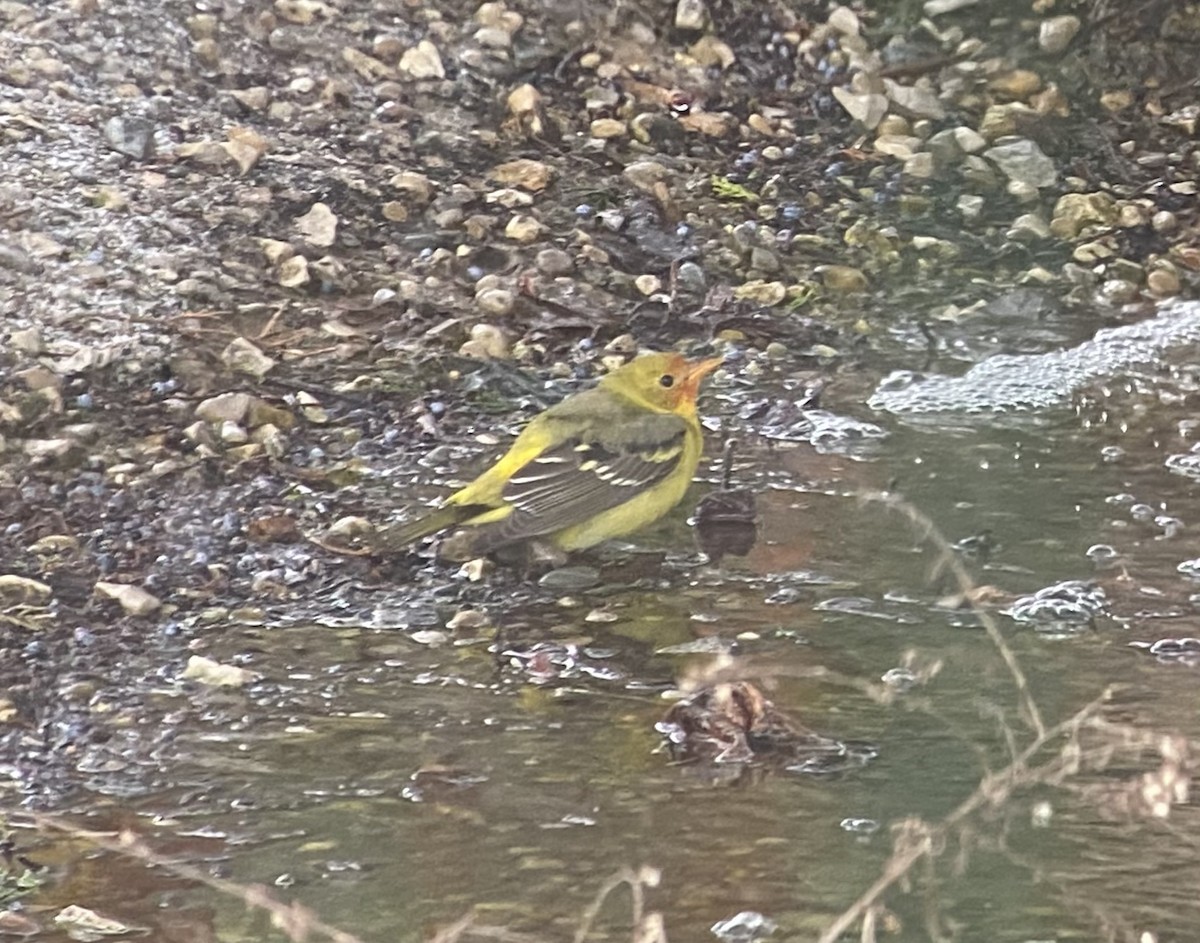 Piranga à tête rouge - ML646856907