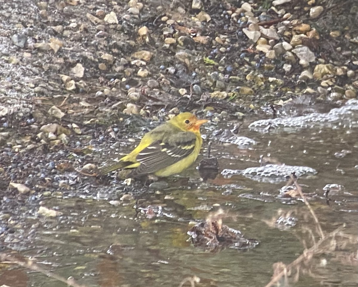 Piranga à tête rouge - ML646856908