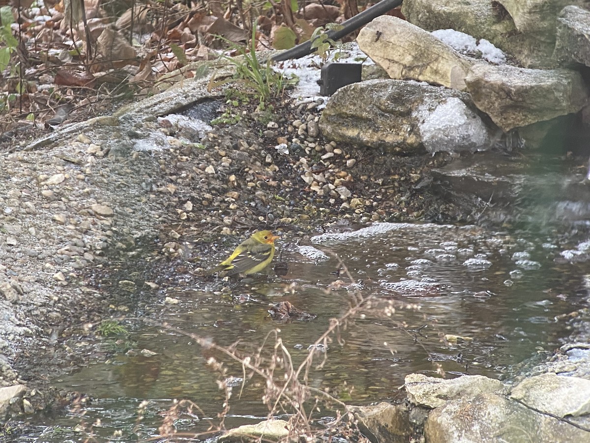 Piranga à tête rouge - ML646856909