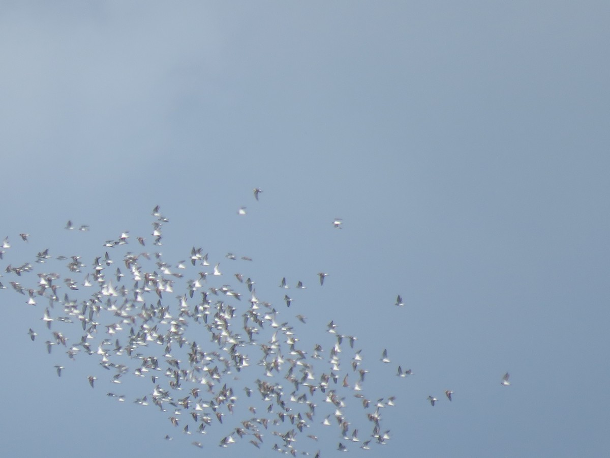 peep sp. - ML646856910