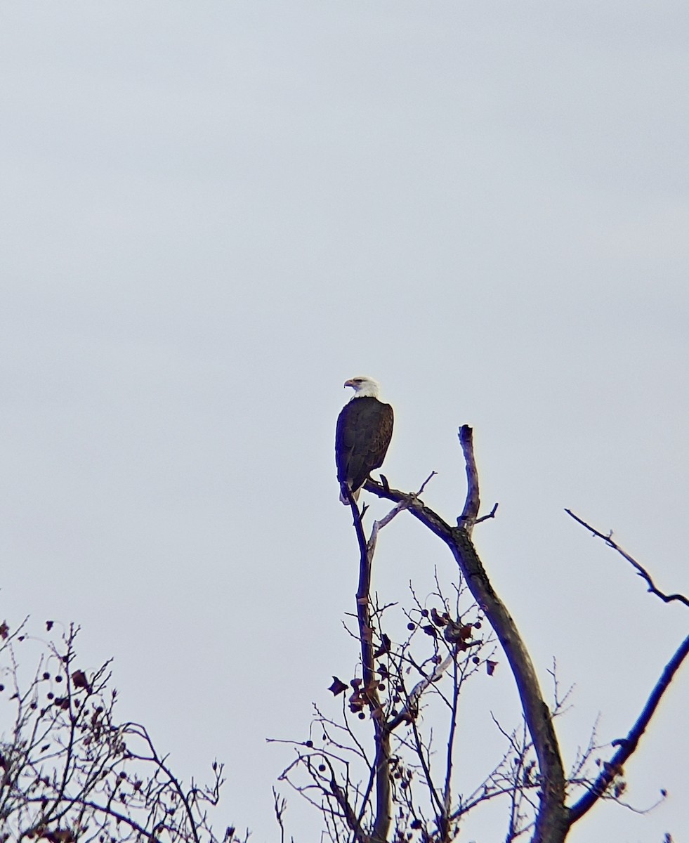 עיטם לבן-ראש - ML646856911
