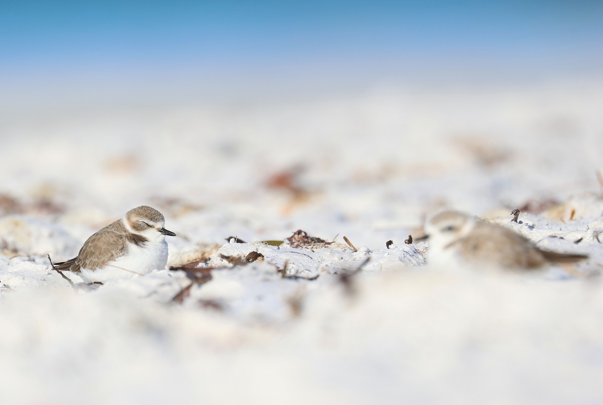 Schneeregenpfeifer - ML646856912