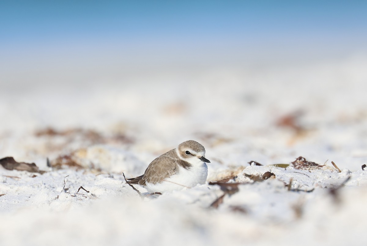 Schneeregenpfeifer - ML646856913