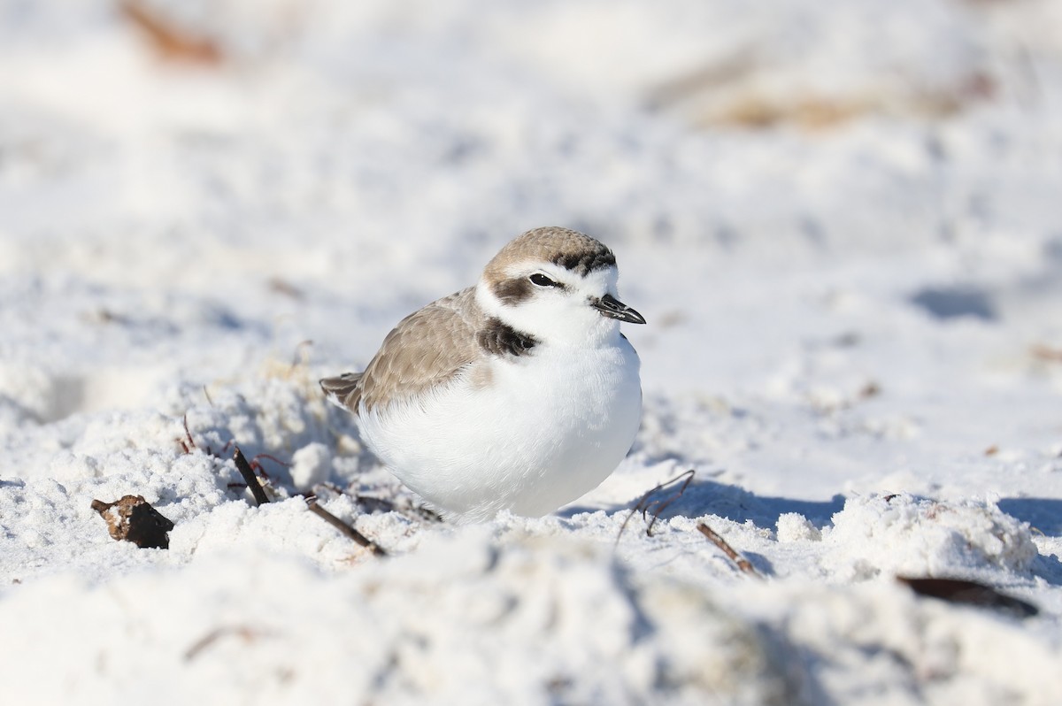 Schneeregenpfeifer - ML646856914